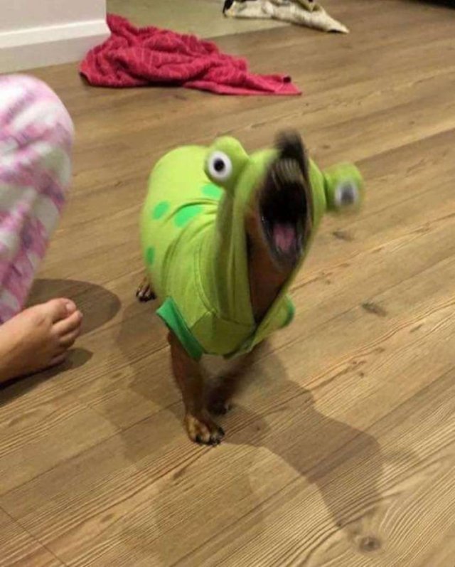 alien covenant dog meme