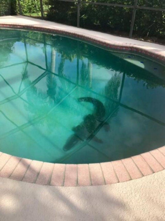 alligator in sarasota pool