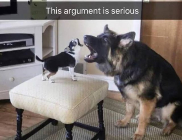 argument is serious dogs - This argument is serious