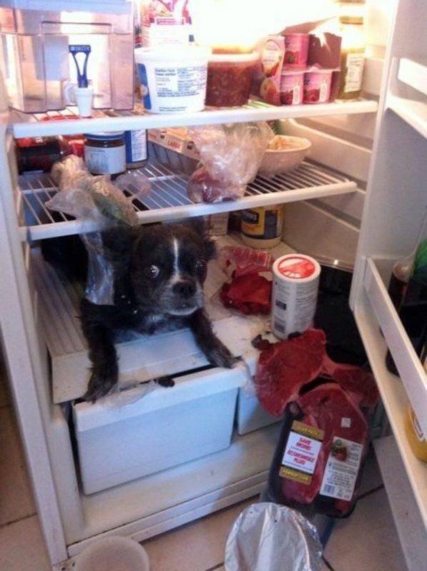 hiding in fridge