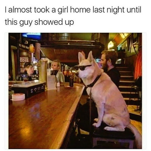 cool doggo - I almost took a girl home last night until this guy showed up 249