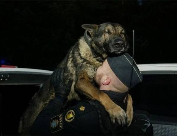 dogs hug soldier
