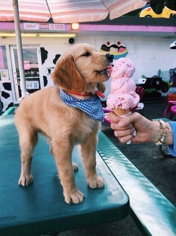 vsco dog - Vad best Ice Cream