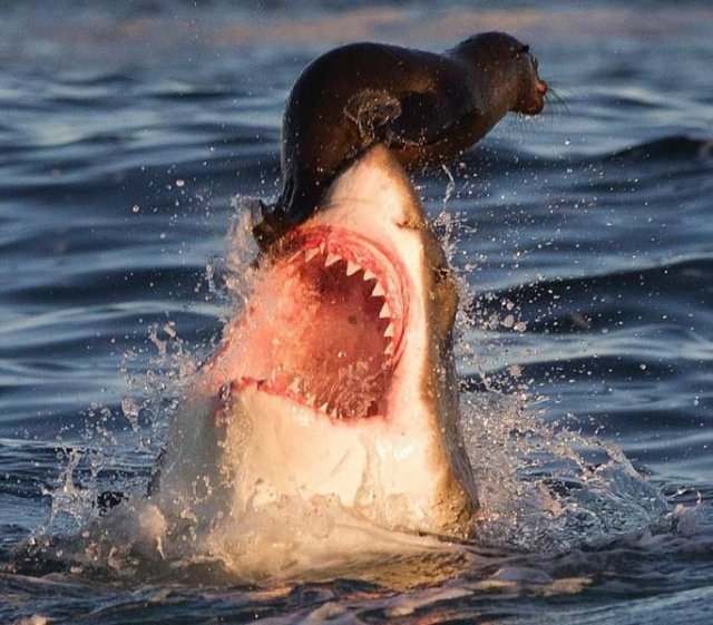 great white shark seal