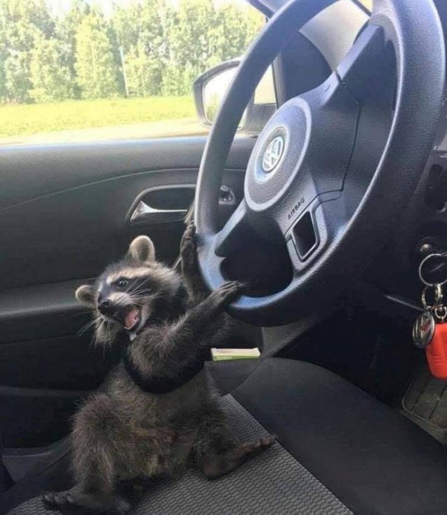 raccoon in a car