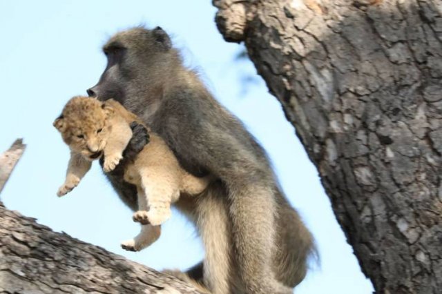 baboon with lion cub