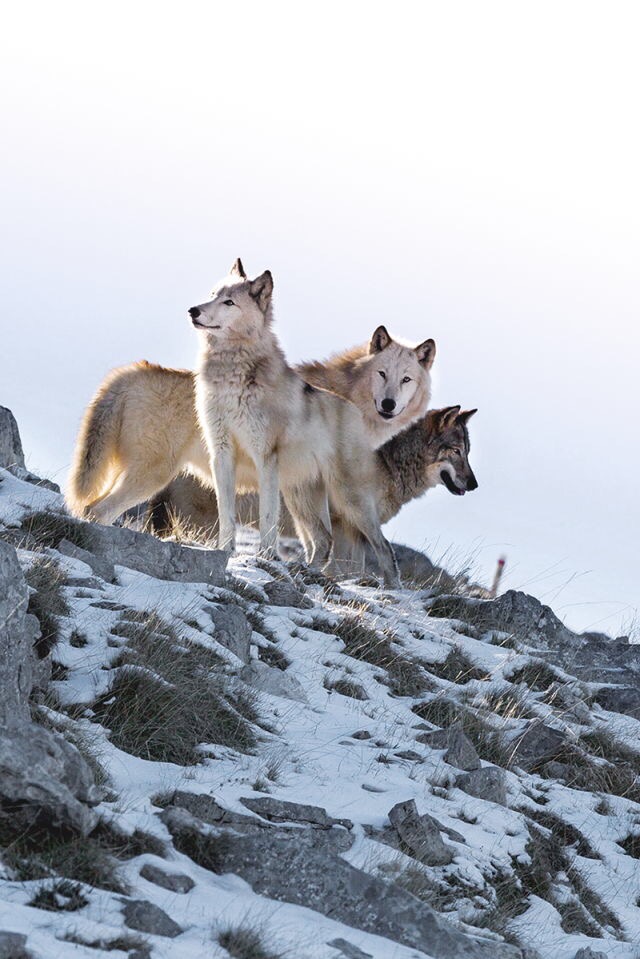 calabria national park wolves