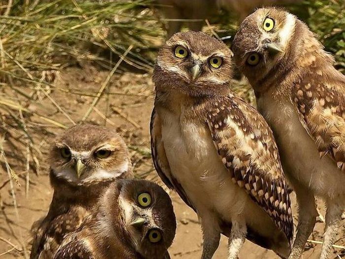 family of owls