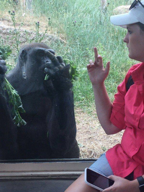 common chimpanzee - F