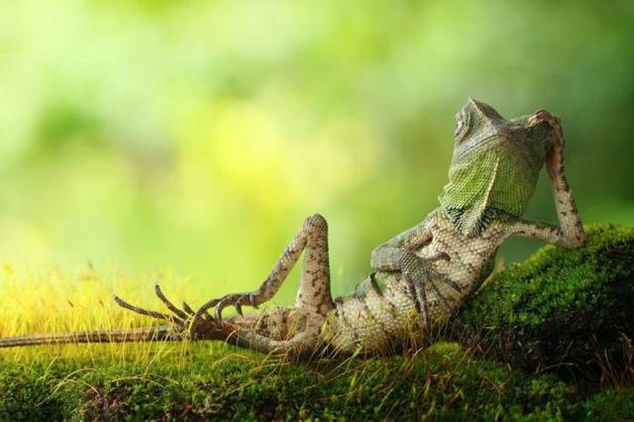 lizard relaxing