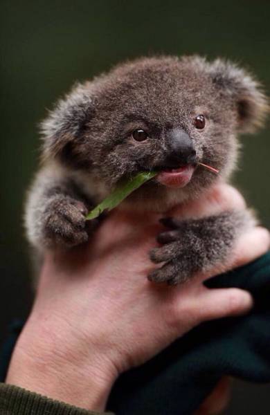 koala bear cute baby