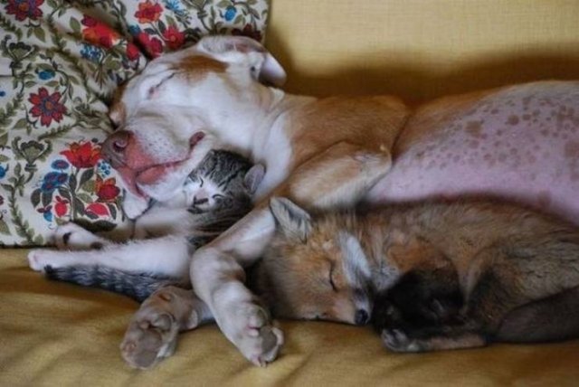 fox cat and dog