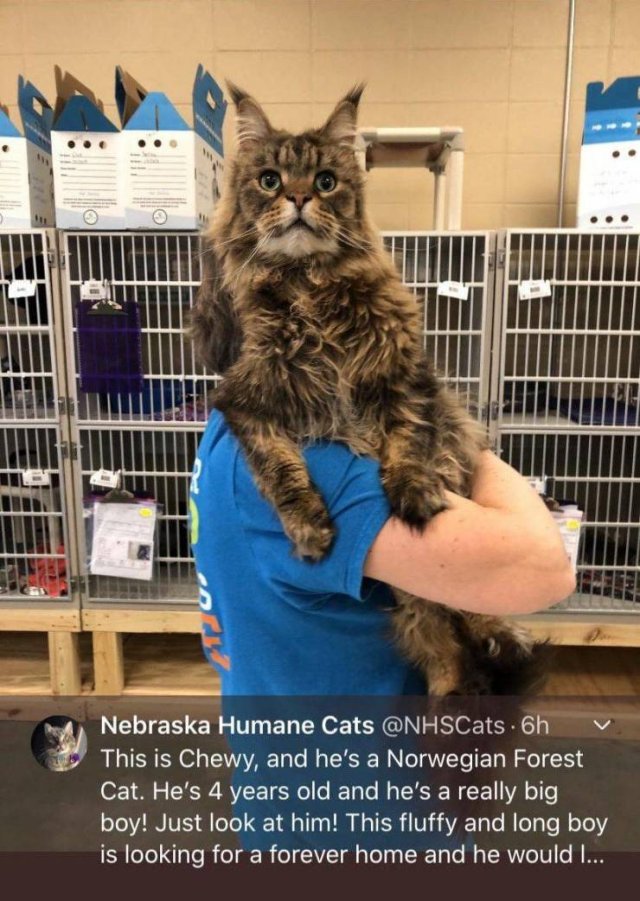 photo caption - Nebraska Humane Cats .oh This is Chewy, and he's a Norwegian Forest Cat. He's 4 years old and he's a really big boy! Just look at him! This fluffy and long boy is looking for a forever home and he would ...,