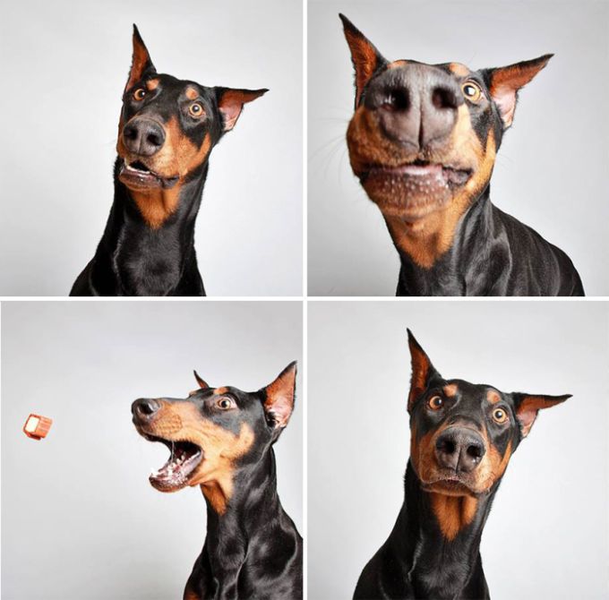 dogs modeling