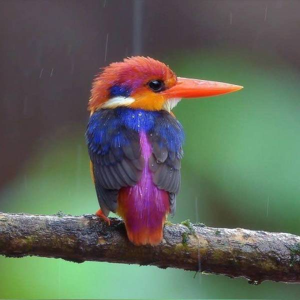 oriental dwarf kingfisher