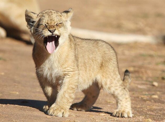 lion baby