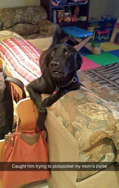 dog stealing money - Caught him trying to pickpocket my mom's purse