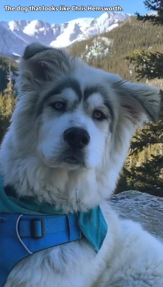 siberian husky - The dog that looks Chris Hemsworth.