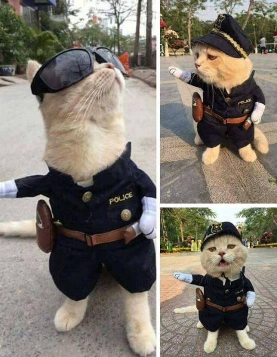 police cat meme - Police