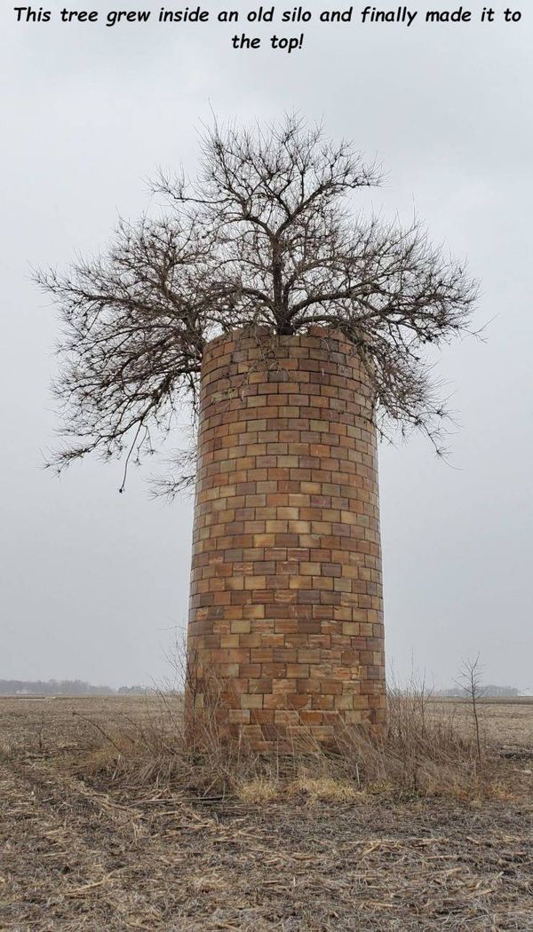 trunk - This tree grew inside an old silo and finally made it to the top!