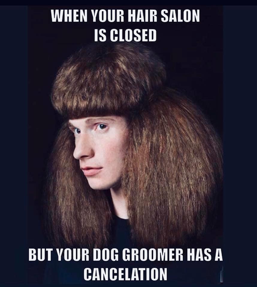 karate kyle meme - When Your Hair Salon Is Closed But Your Dog Groomer Has A Cancelation