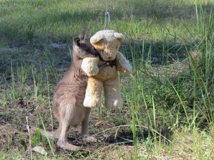 kangaroo hugging stuffed animal