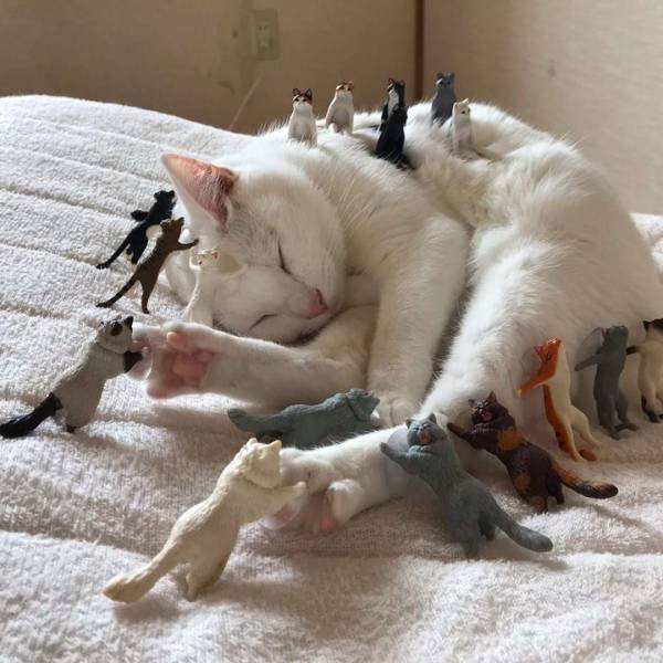 cat covered in cat figurines
