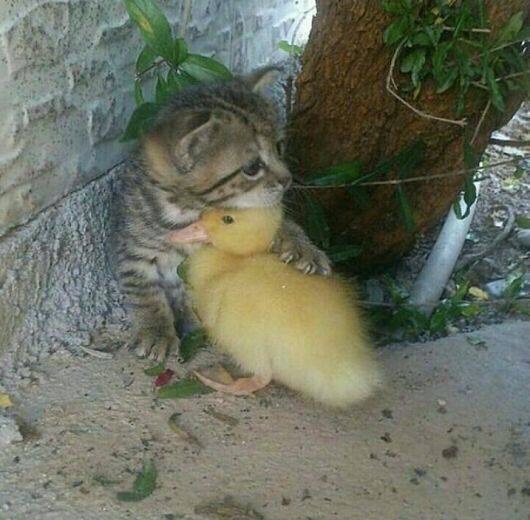 cat and a duck