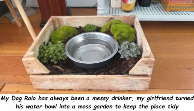 leaf vegetable - My Dog Rolo has always been a messy drinker, my girlfriend turned his water bowl into a moss garden to keep the place tidy bisa