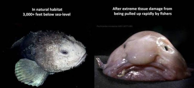blob fish - In natural habitat 3,000 feet below sealevel After extreme tissue damage from being pulled up rapidly by fishers