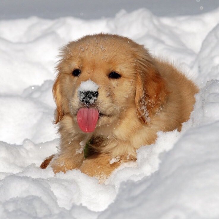 cute snow golden retriever puppies