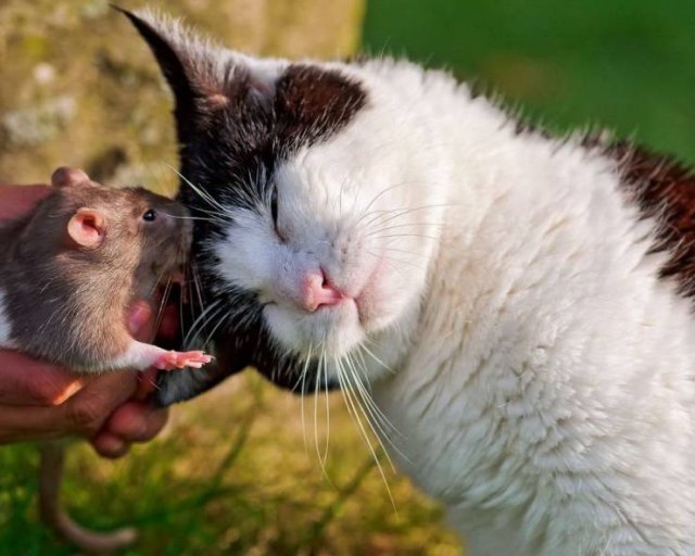 cute mouse and cat