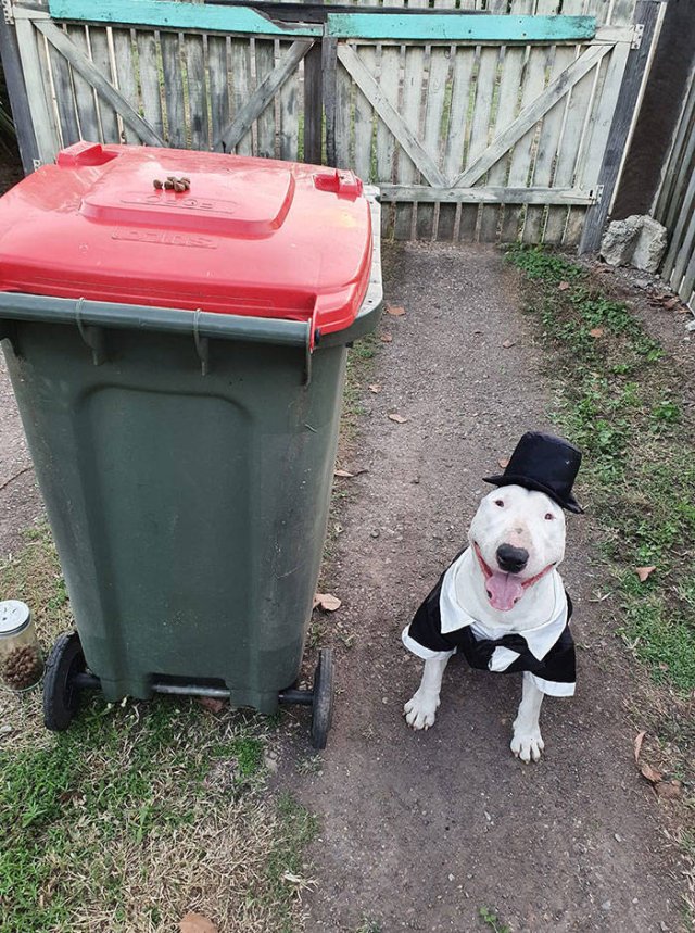 dog wearing clothes next to a trashcan