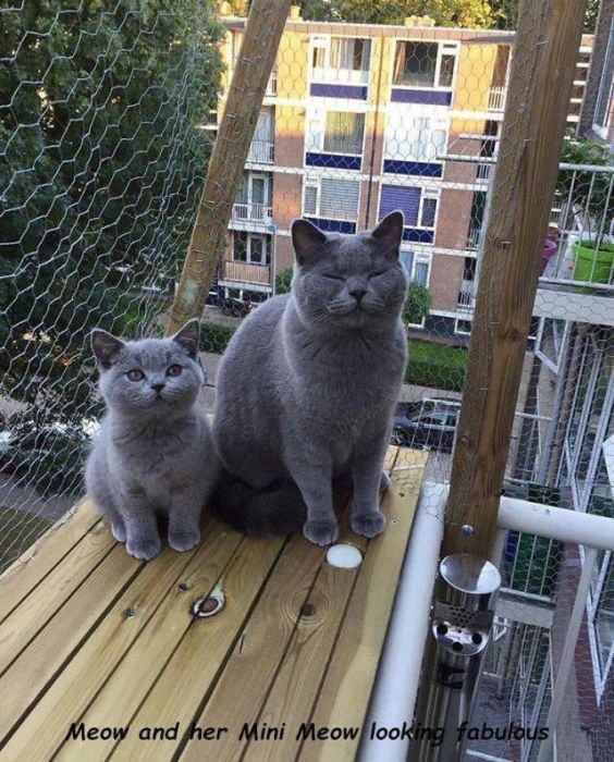 talk to me or my son anytime you d like - Meow and her Mini Meow looking fabulous