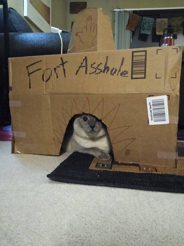 cat - Fort Asshole SpPBLWFXPYS