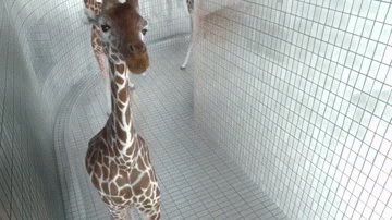giraffe camera gif