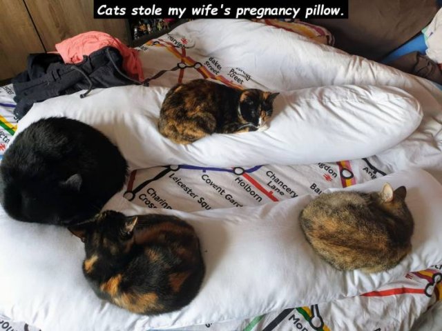 pregnancy pillow cat - Cats stole my wife's pregnancy pillow. Preet don Leicester Squ Covent Gare Holborn Chancery Lane Charin Cros Bau Jou