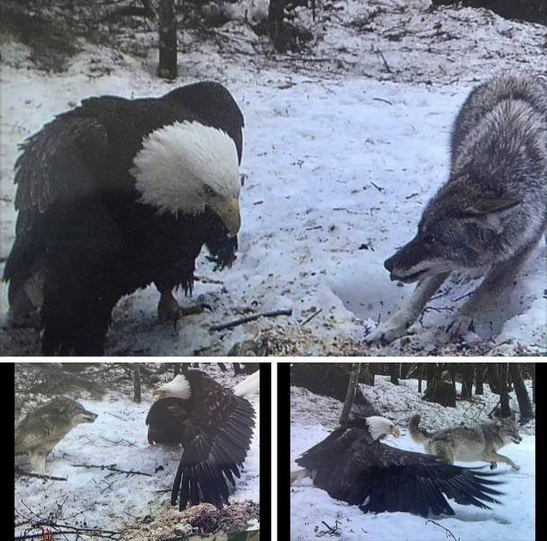 bald eagle vs wolf