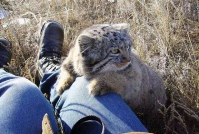 manul kittens farmer