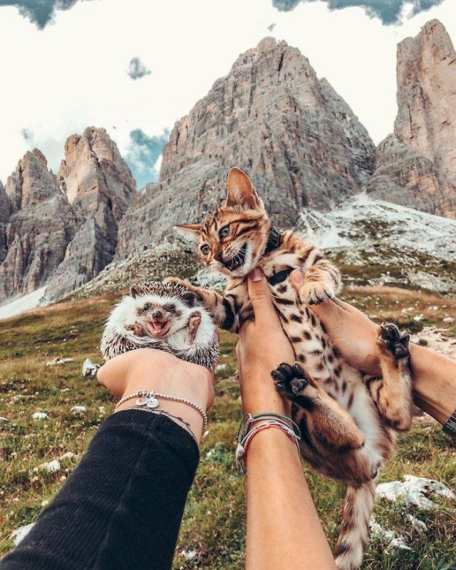 bengal cat and hedgehog