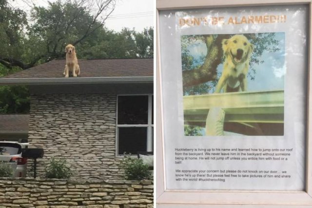 dog on the roof - Donte Alarmecin Huckleberrying up to his name and med how to m orto our rool Som the backyard We never leave him in the backyard without someone being at home. He will not jump off unless you to him with food ora We appreciate your conce