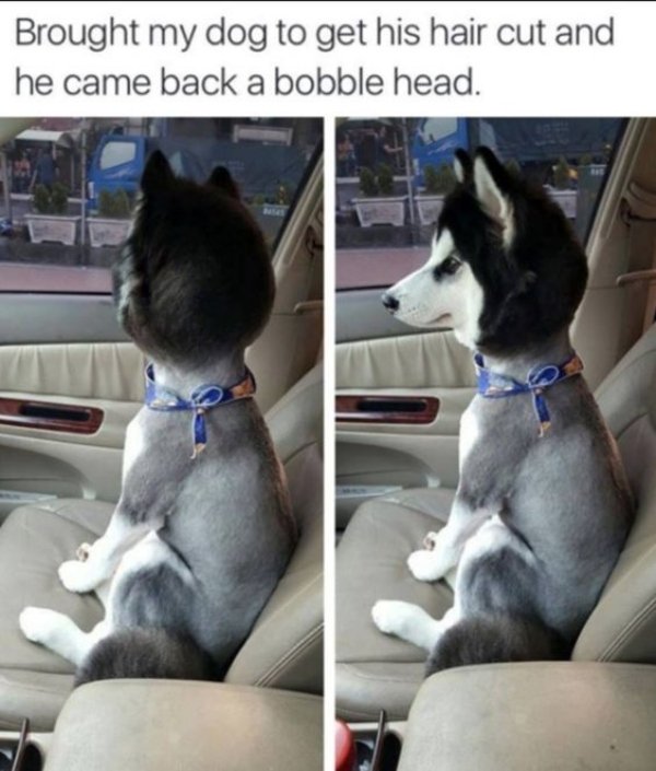 bobble head husky - Brought my dog to get his hair cut and he came back a bobble head.