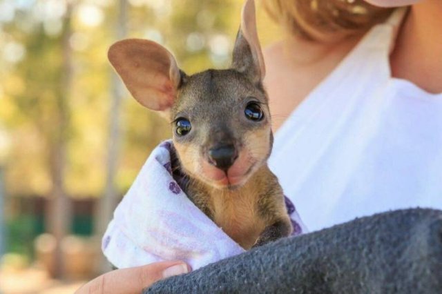 baby kangaroo cute