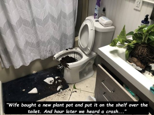 toilet seat - "Wife bought a new plant pot and put it on the shelf over the toilet. And hour later we heard a crash..."