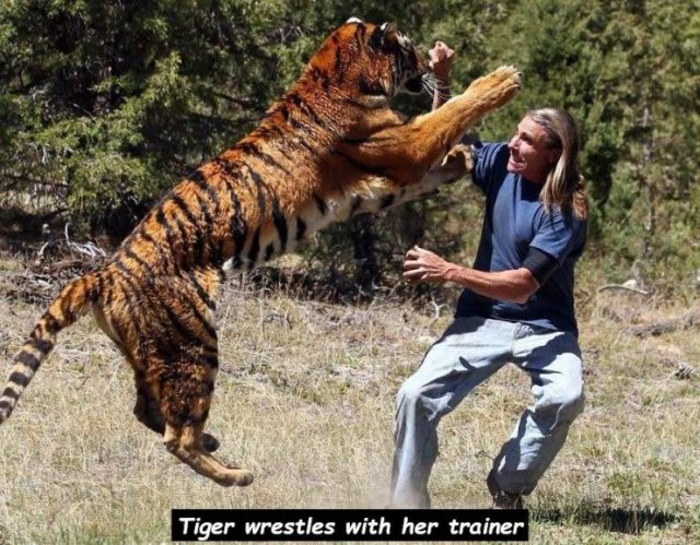 Tiger wrestles with her trainer