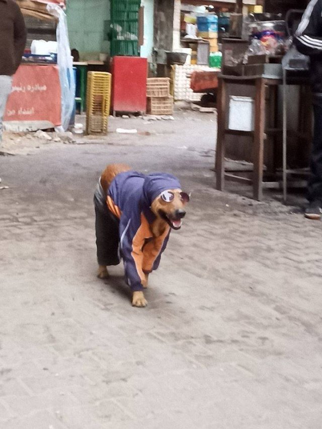 street dog
