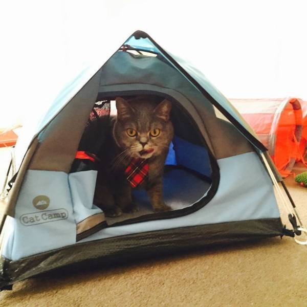 tents for cats - Cat Camp
