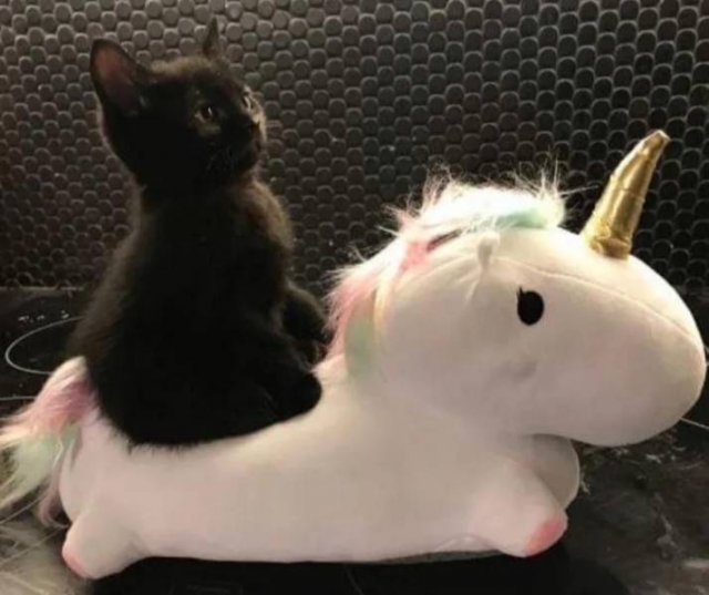 black cat on unicorn - Cccccc Dddddd Ccccccccc Ccccccc Icccccc Cccccccc Cccccc Cccccc Ddddddd Ccccc Cccc Cccc Wtcccc