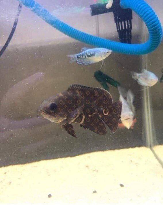 louis vuitton fish