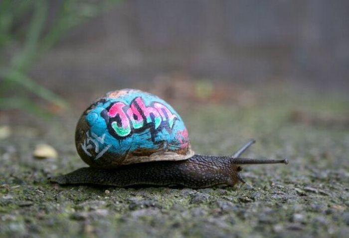 snail graffiti